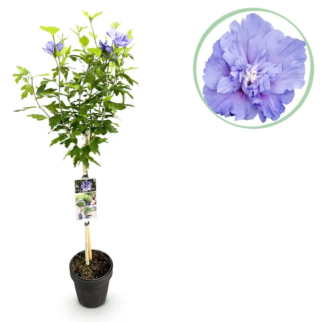 green-guardia-unsere-pflanzen-blue-chiffon-hibiskus-stamm-90-cm-winterhart image 1