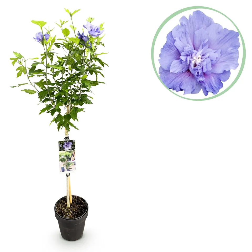green-guardia-unsere-pflanzen-blue-chiffon-hibiskus-stamm-90-cm-winterhart image 1