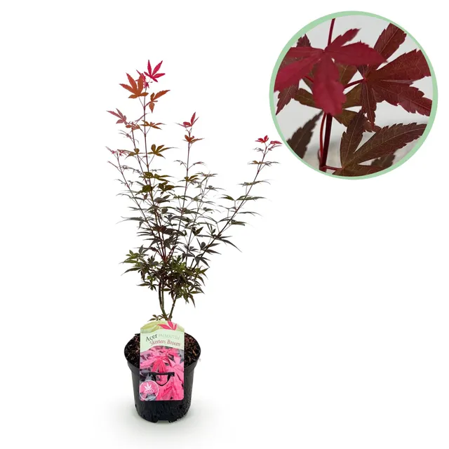 green-guardia-unsere-pflanzen-japanischer-ahorn-skeeter-s-broom-70cm image 1