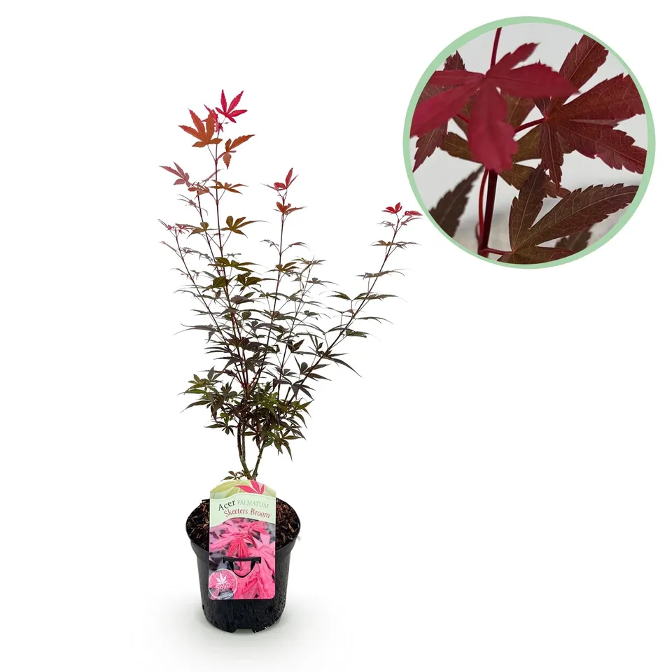 green-guardia-unsere-pflanzen-japanischer-ahorn-skeeter-s-broom-70cm image 1