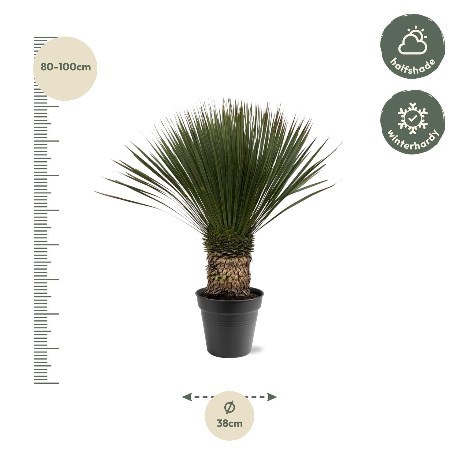 green-guardia-unsere-pflanzen-yucca-rostrata-palmlilie-80-160cm image 2