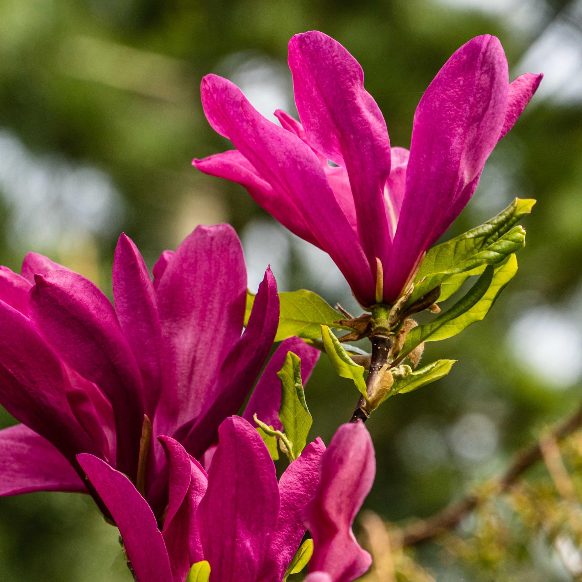 green-guardia-magnolie-susan-45-cm-dunkelrosa-17-cm-topf image 3