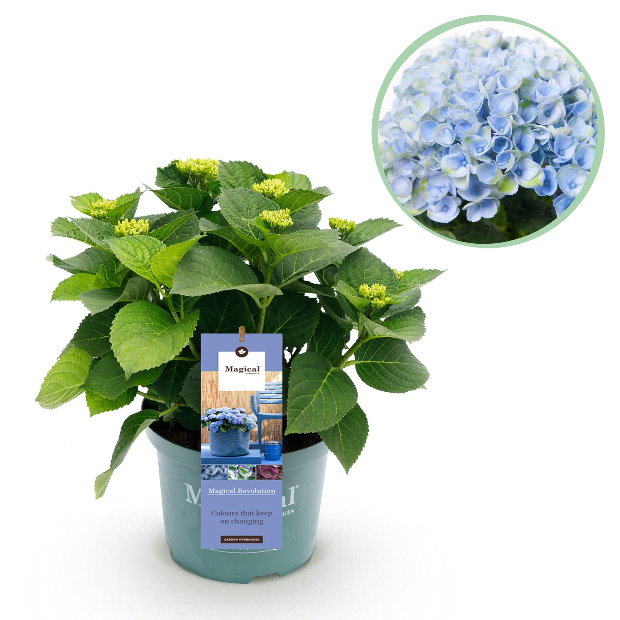 green-guardia-unsere-pflanzen-hydrangea-magical-revolution-hortensie-1x-blau image 1