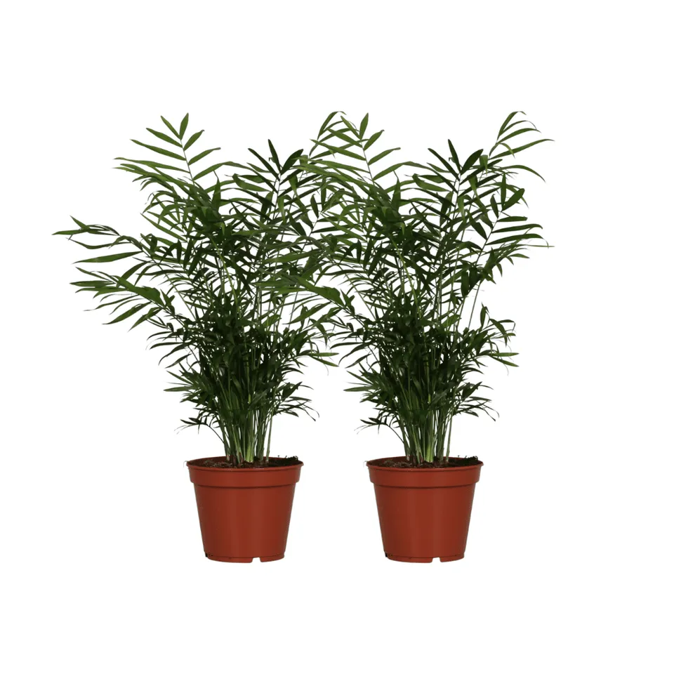 green-guardia-unsere-pflanzen-chamaedorea-bergpalme-17cm-55cm-2x image 1