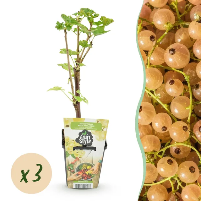 green-guardia-ribes-wei-e-johannisbeere-obstpflanze-3-pflanzen image 1