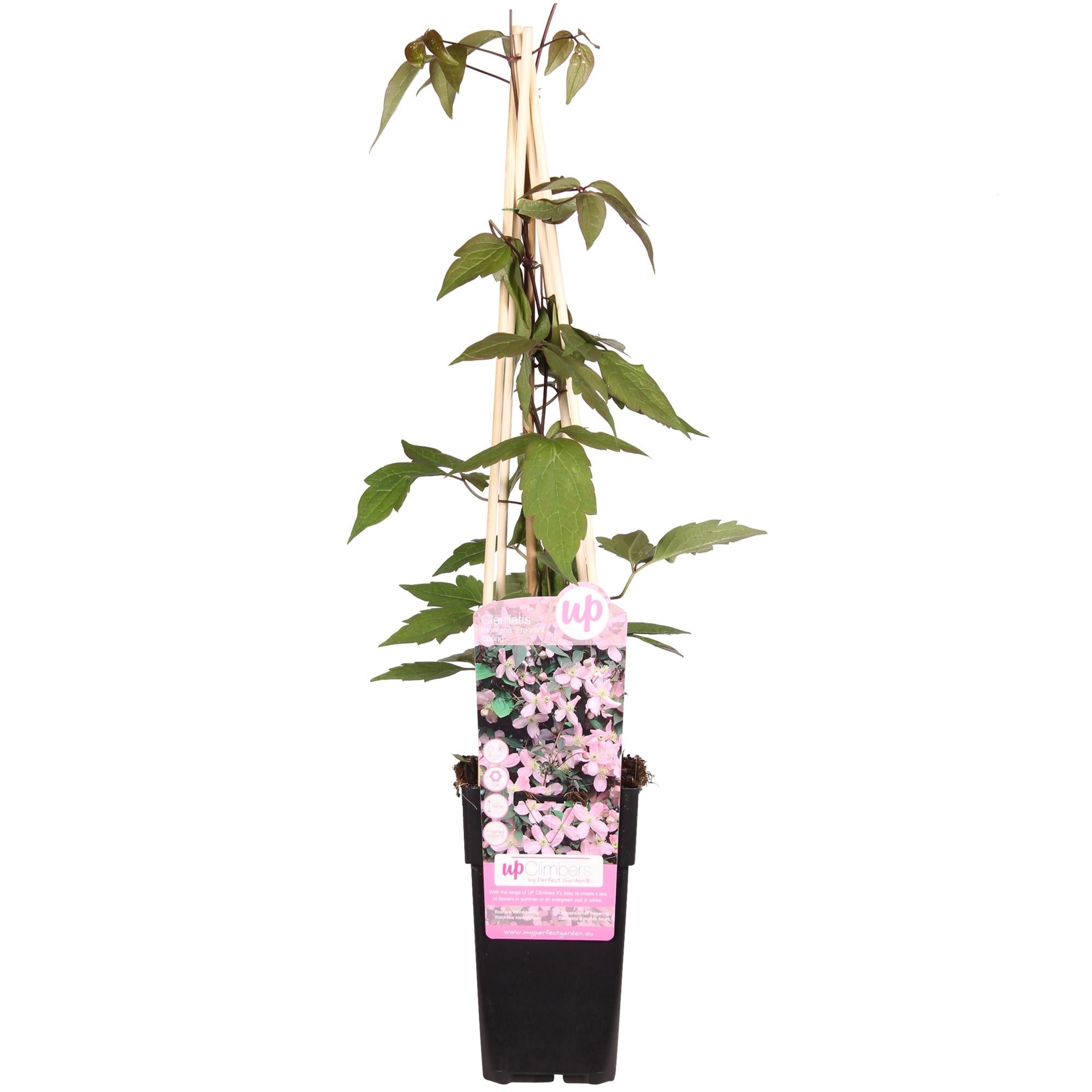 green-guardia-unsere-pflanzen-clematis-fragrant-spring-15cm-topf image 1