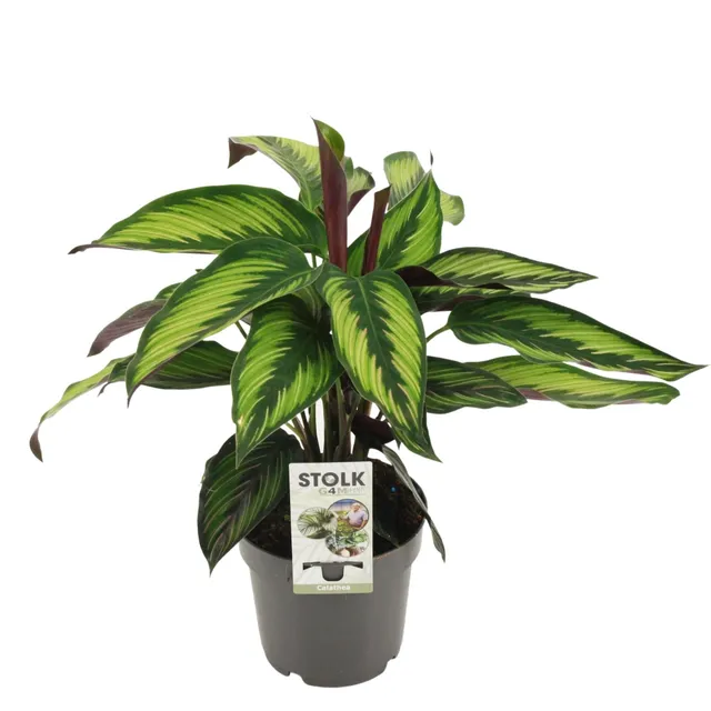 green-guardia-calathea-princeps-korbmarante-45cm-zimmerpflanze image 1
