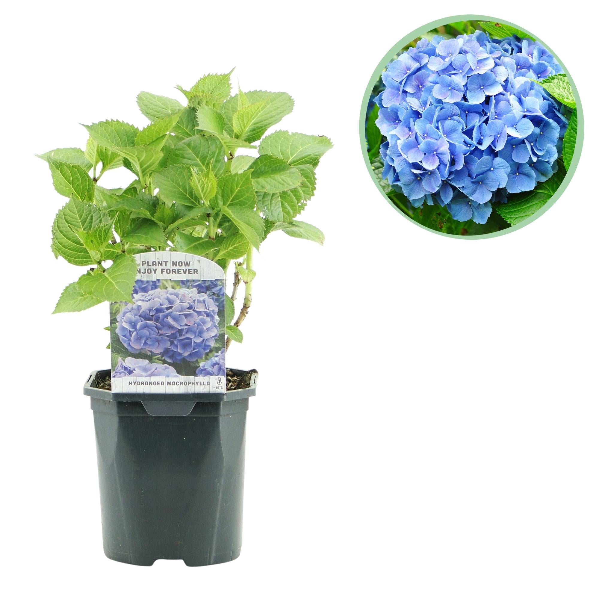 green-guardia-hydrangea-macrophylla-hortensie-blau-17cm-topf image 3