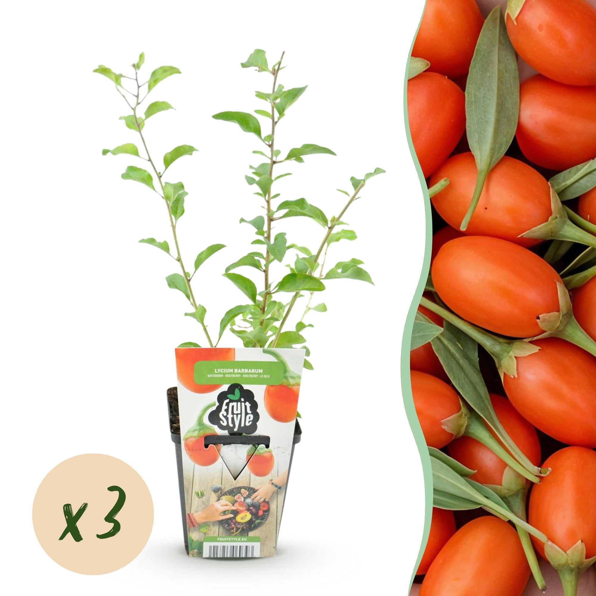 green-guardia-lycium-goji-beere-3-pflanzen-winterhart image 1