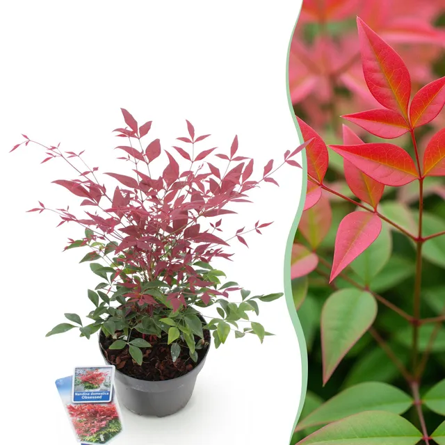 green-guardia-nandina-obsessed-zierstrauch-17-cm-topf image 1