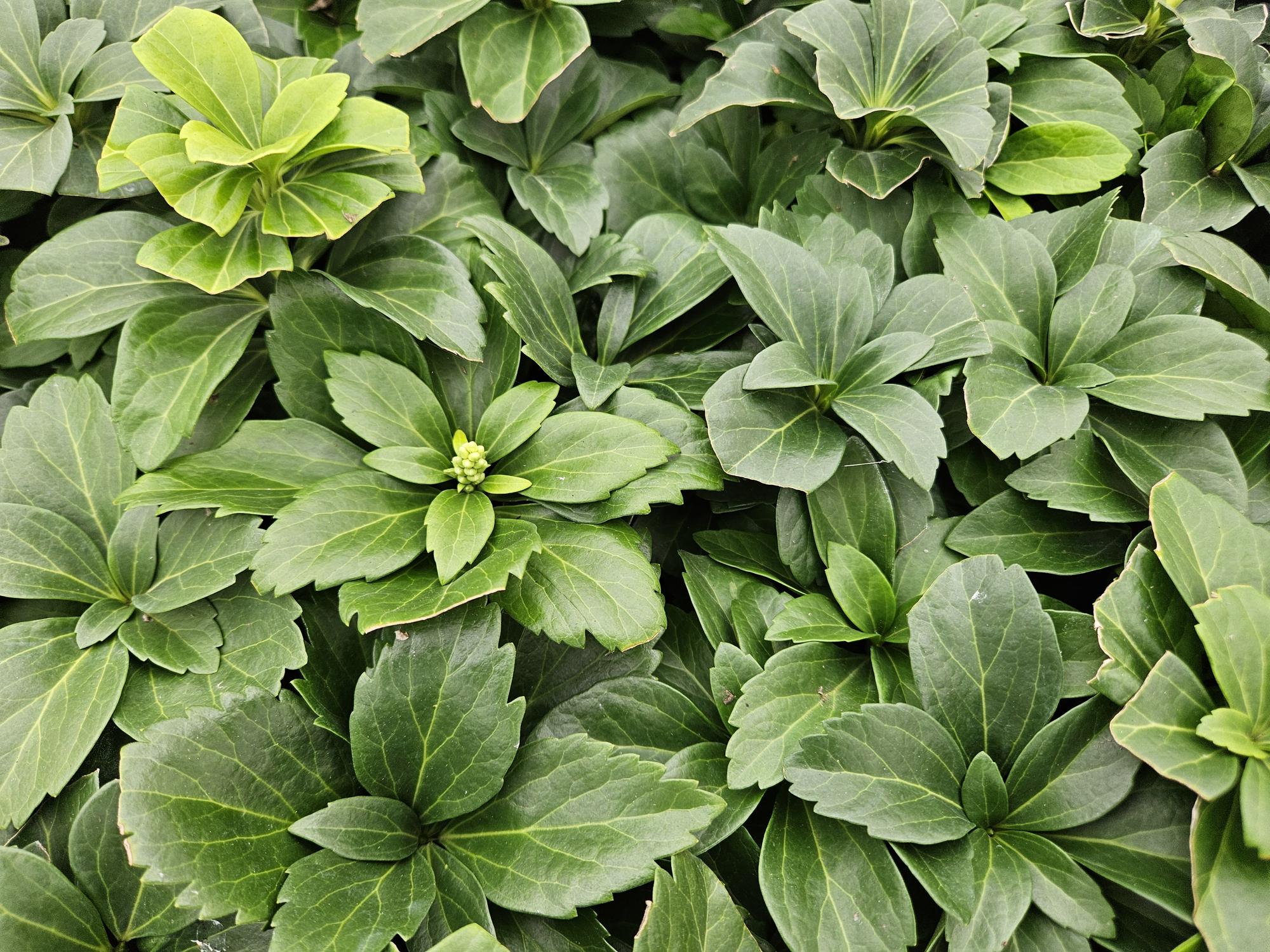 green-guardia-pachysandra-bodendecker-dickm-nnchen-6-pflanzen image 6