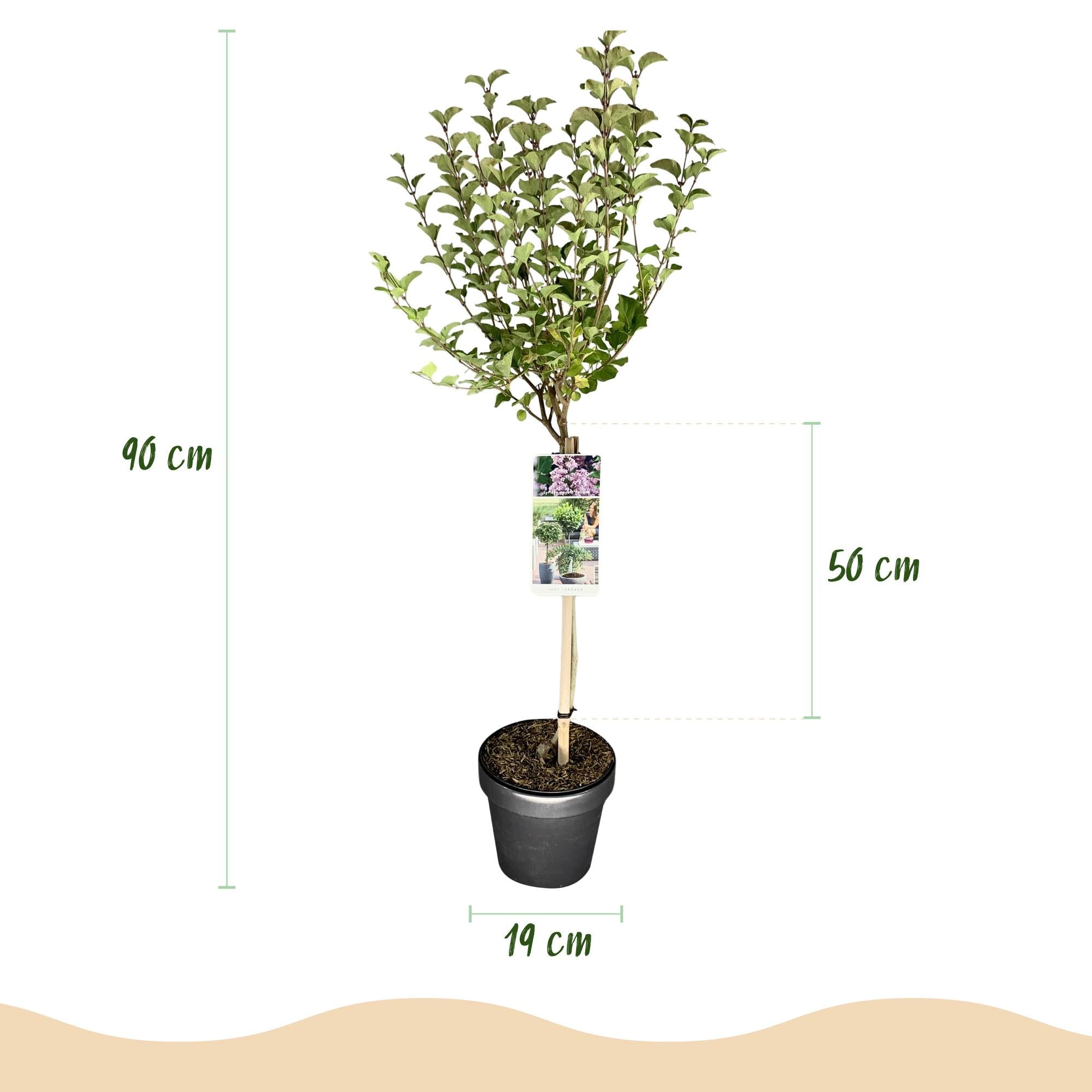 green-guardia-unsere-pflanzen-flieder-palibin-lila-19cm-topf-90cm image 2