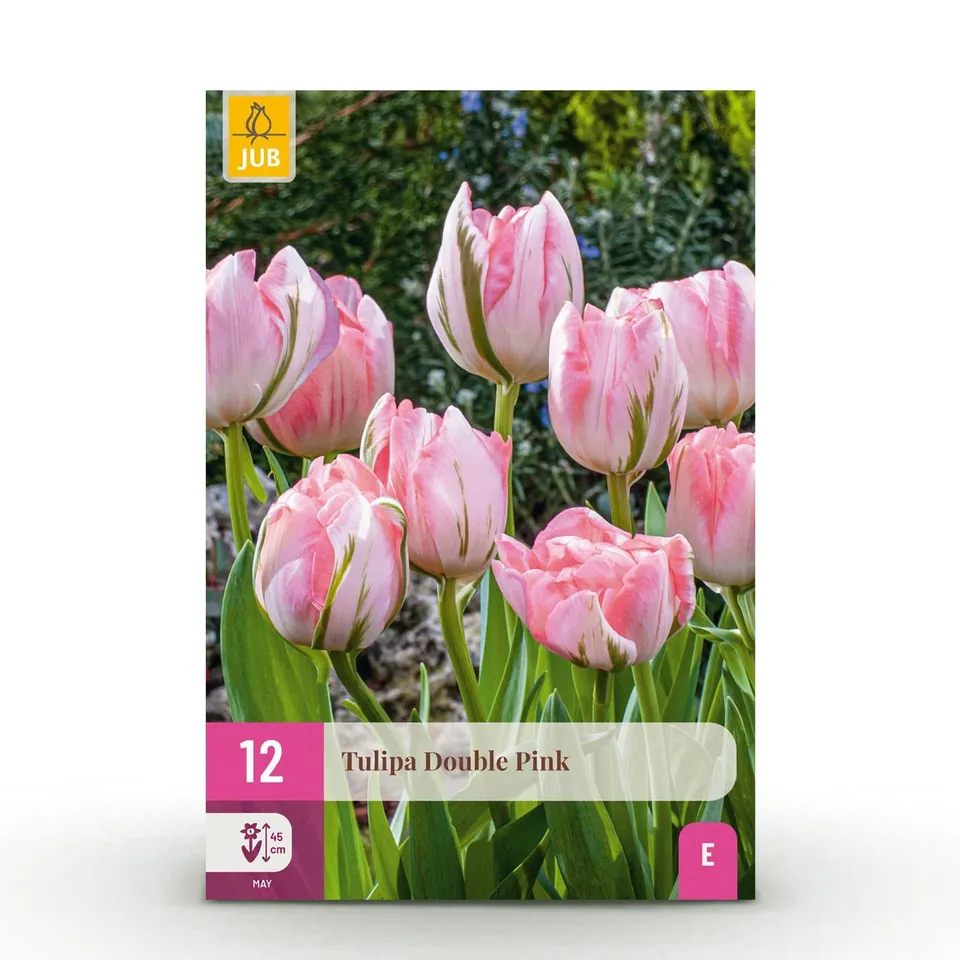 green-guardia-unsere-pflanzen-tulpe-double-pink-12-blumenzwiebeln-rosa image 1