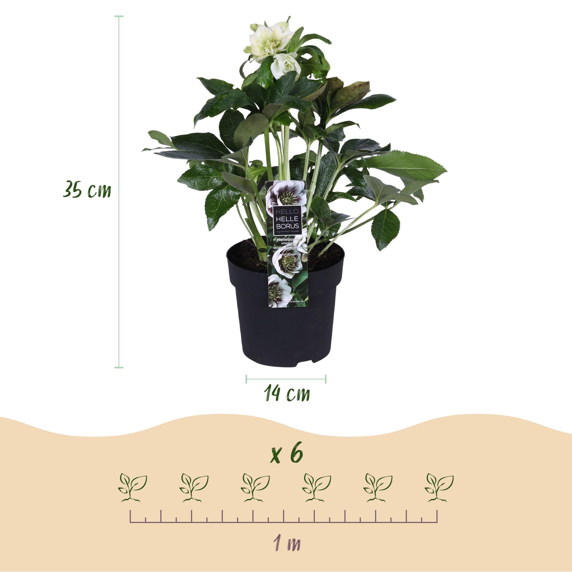 green-guardia-unsere-pflanzen-helleborus-double-ellen-white-topf image 2