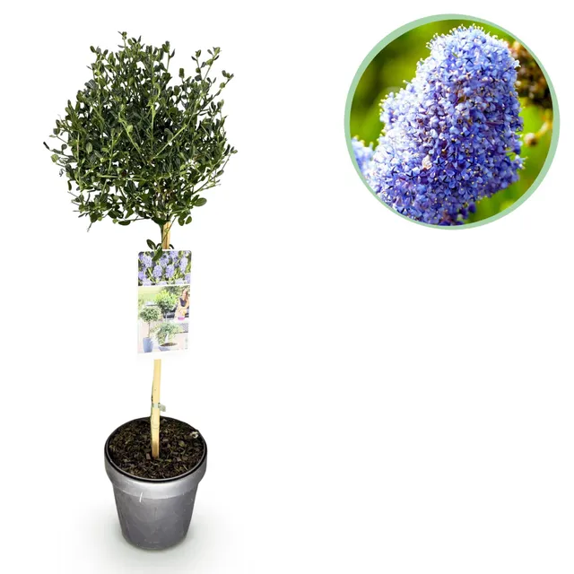 green-guardia-victoria-ceanothus-stamm-19-cm-topf-90-cm-blau image 1