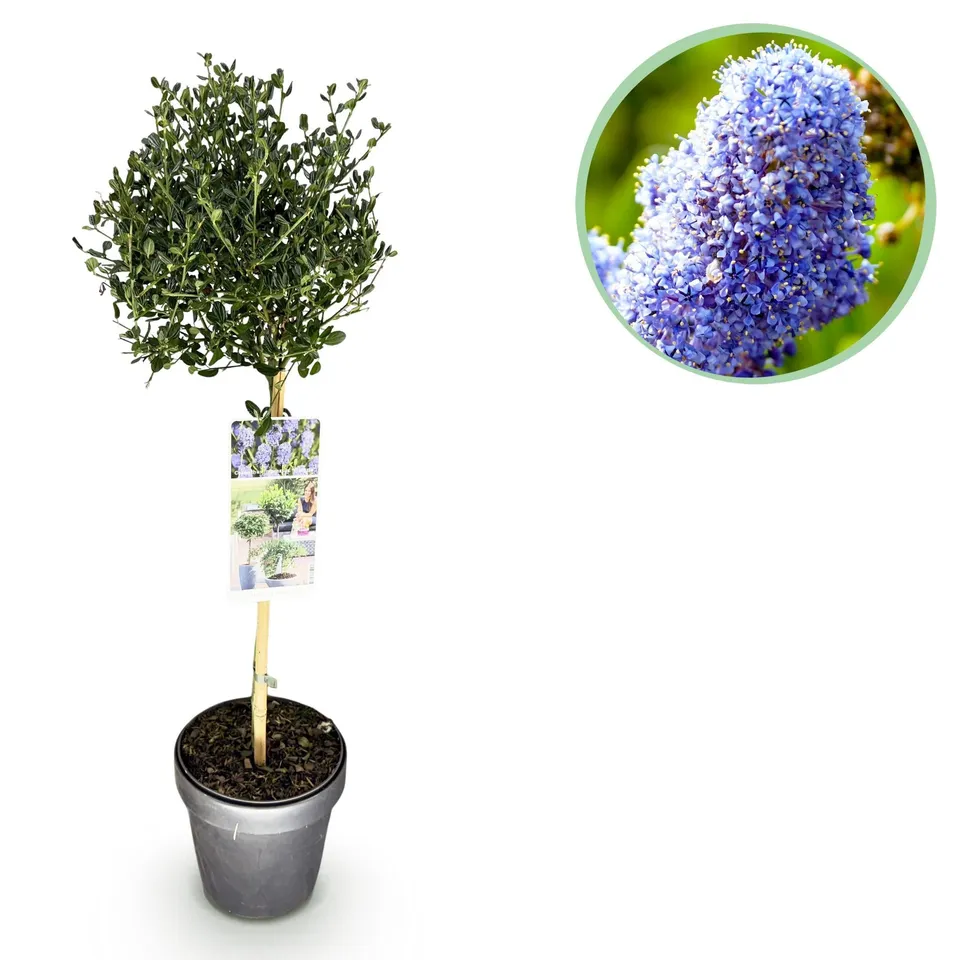 green-guardia-victoria-ceanothus-stamm-19-cm-topf-90-cm-blau image 1