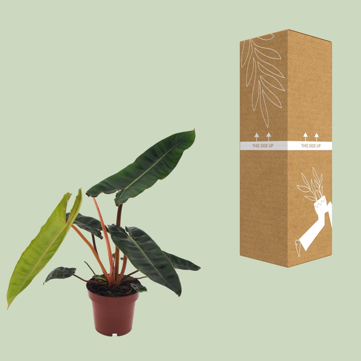 green-guardia-philodendron-billietiae-baumfreund-12-cm-topf image 3