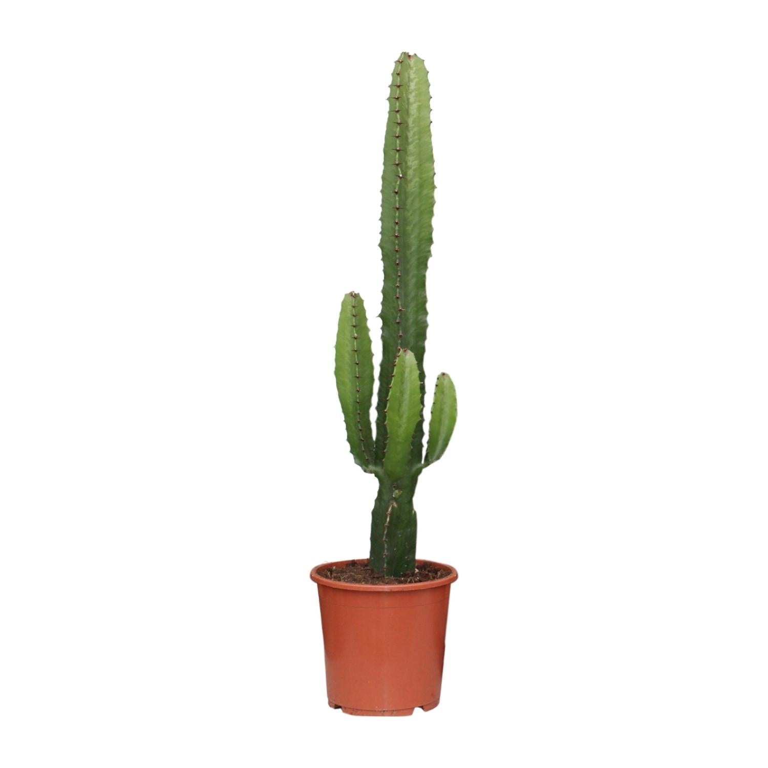 green-guardia-euphorbia-acrurensis-w-stenkerze-50-cm-sukkulente image 1