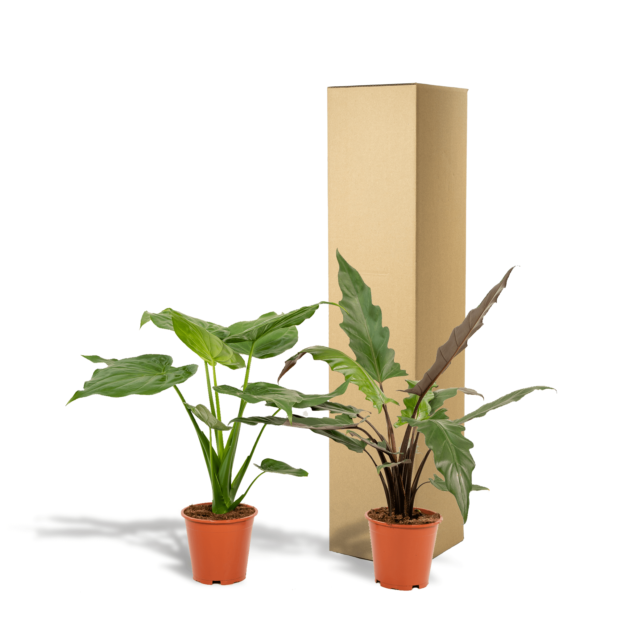 green-guardia-alocasia-elefantenohr-2-pflanzen-60-75-cm image 4