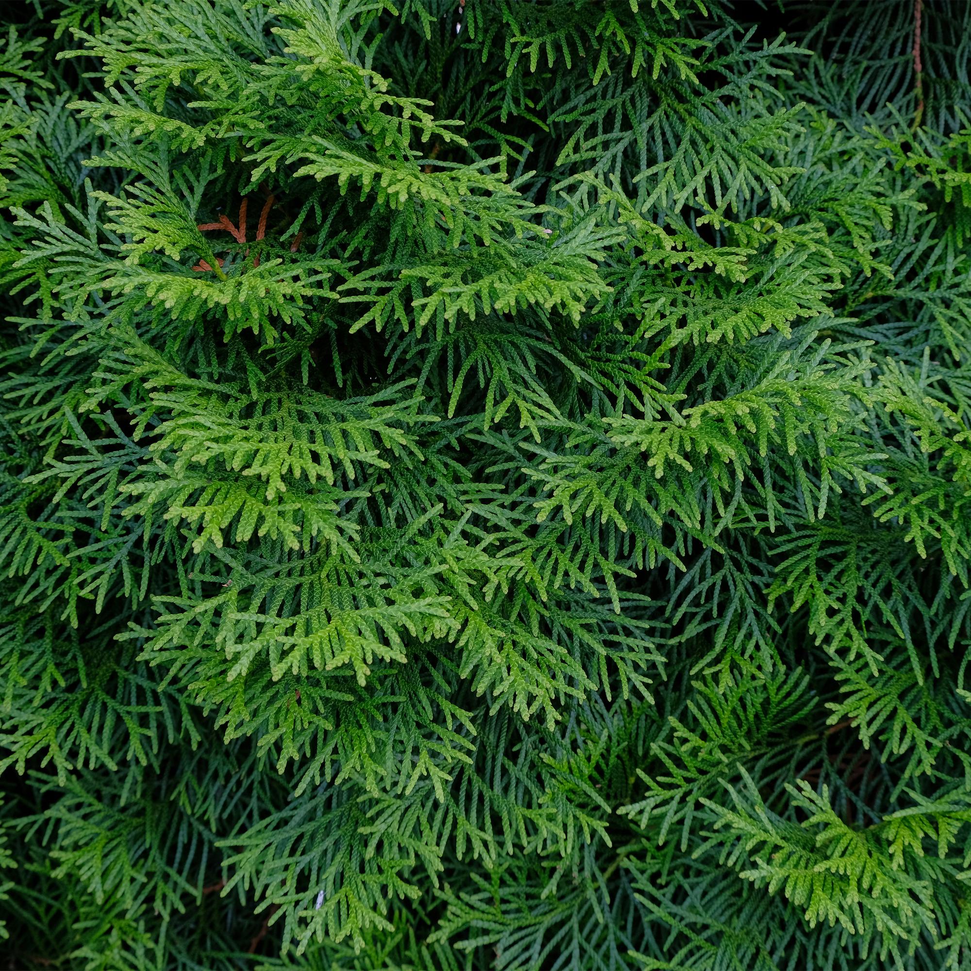 green-guardia-unsere-pflanzen-thuja-smaragd-hecke-8-pflanzen-30-35cm image 4