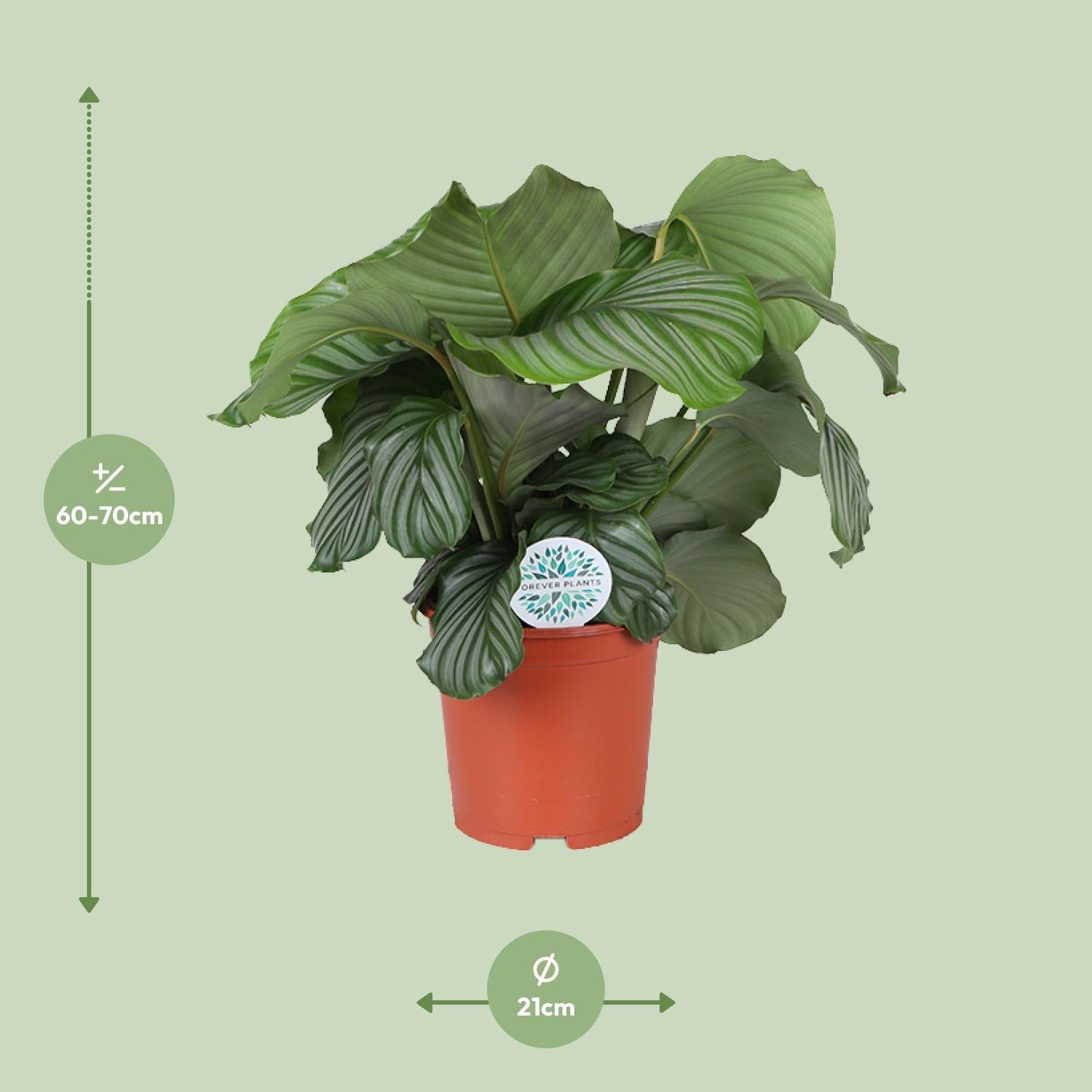 green-guardia-calathea-orbifolia-zimmerpflanze-25-65-cm image 6