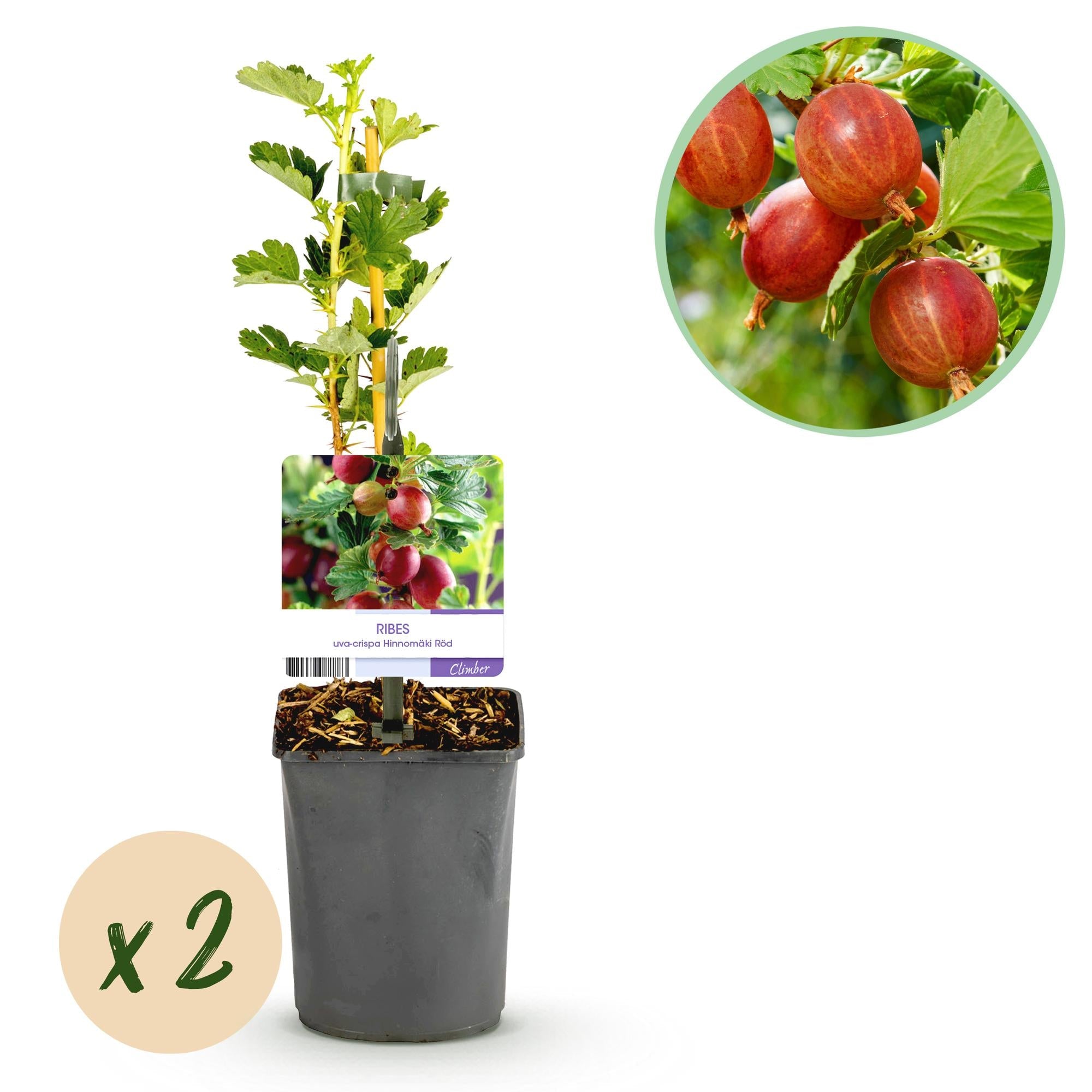 green-guardia-unsere-pflanzen-hinnom-ki-r-d-stachelbeere-2x-rot image 1