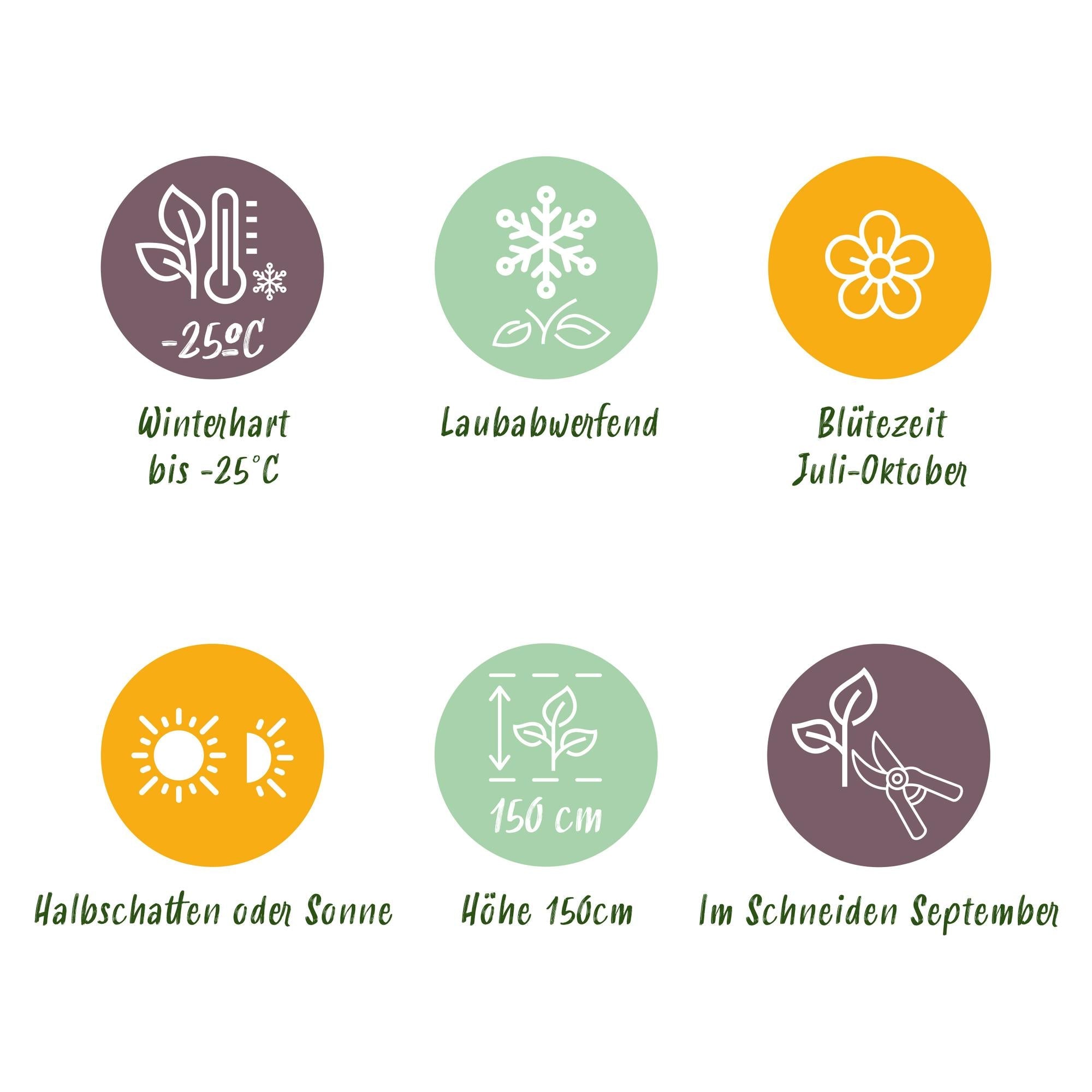 green-guardia-annabelle-hortensie-3-pflanzen-wei-e-bl-te image 6