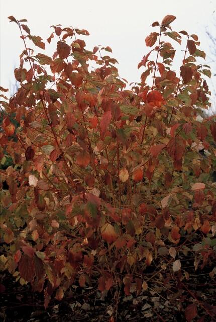 green-guardia-unsere-pflanzen-hartriegel-midwinter-fire-zierstrauch-9cm image 5