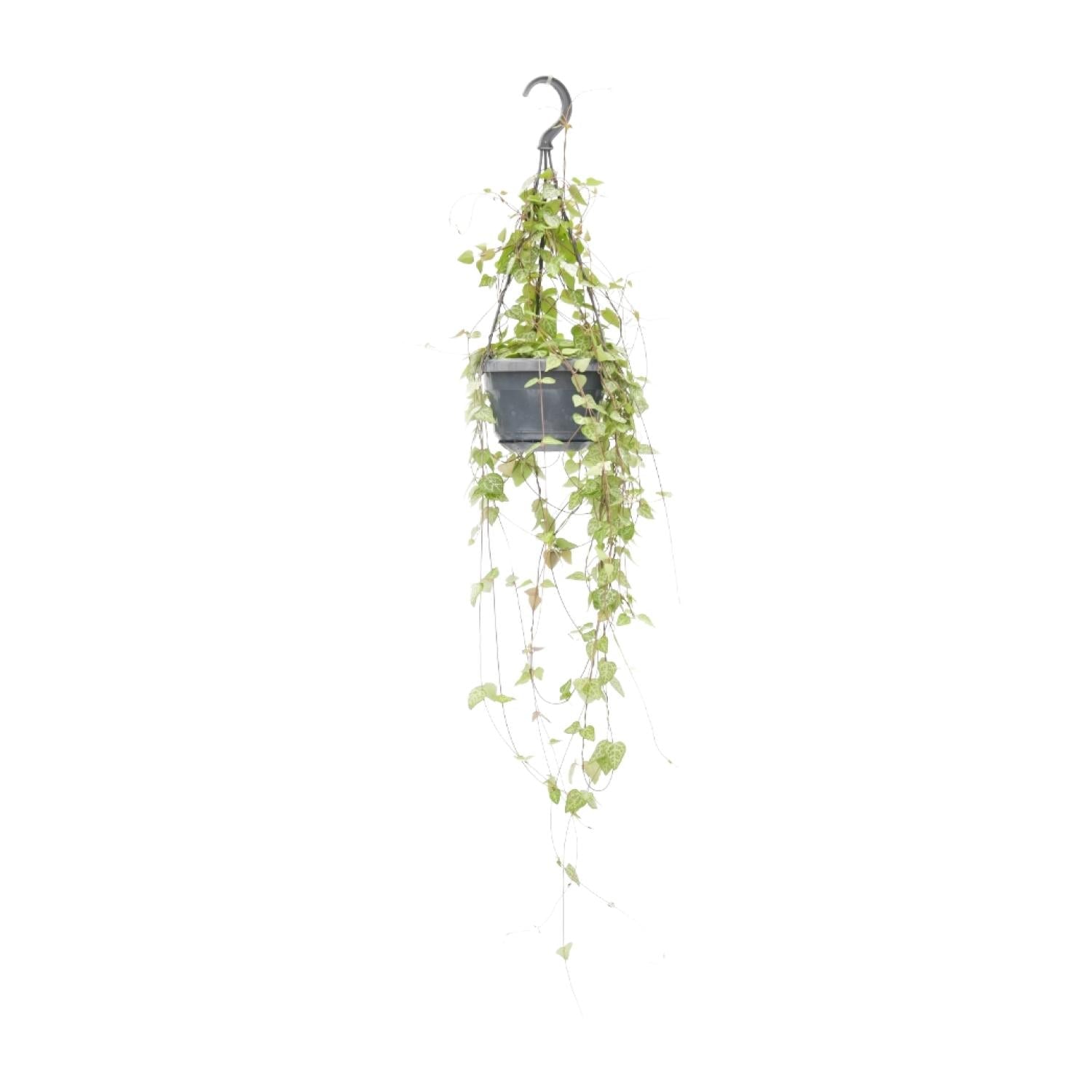 green-guardia-unsere-pflanzen-ceropegia-iris-leuchterblume-38-cm image 1