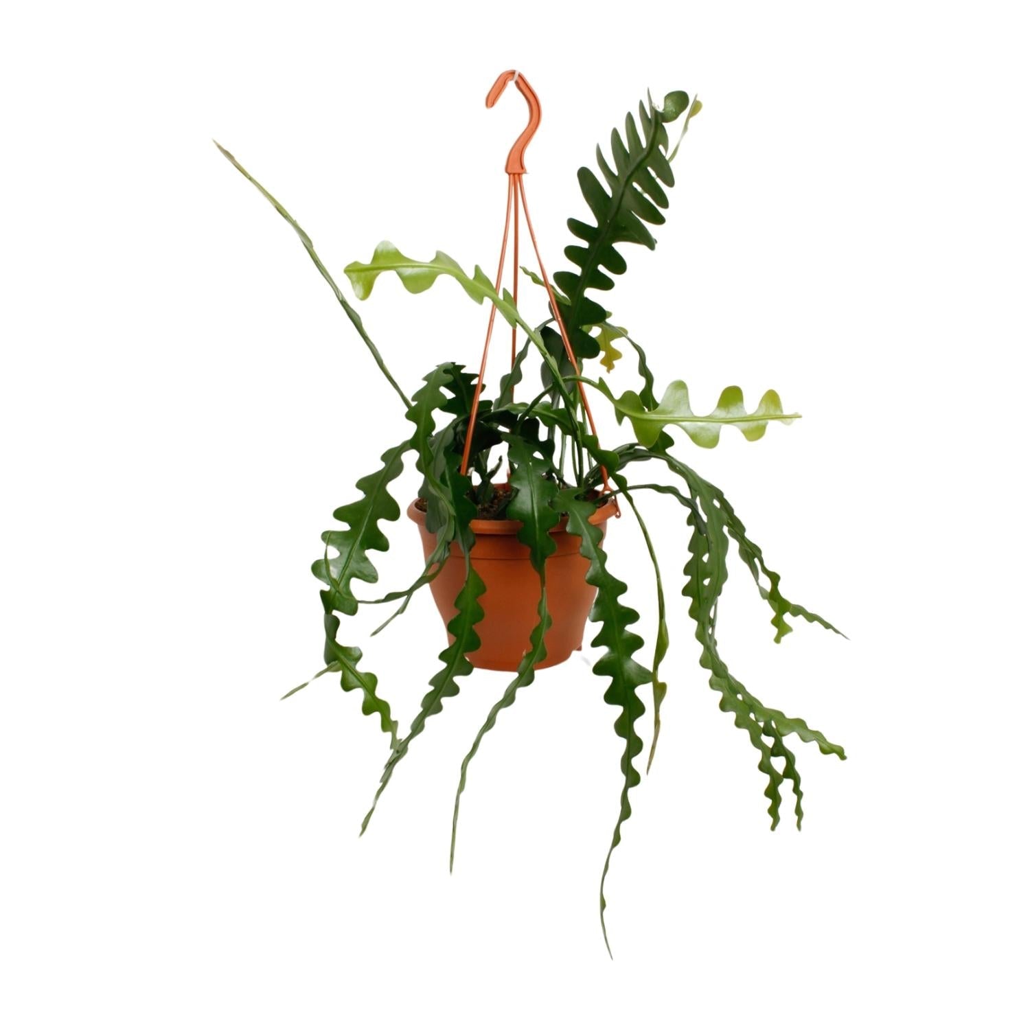 green-guardia-unsere-pflanzen-epiphyllum-zickzackkaktus-14cm-35cm image 1