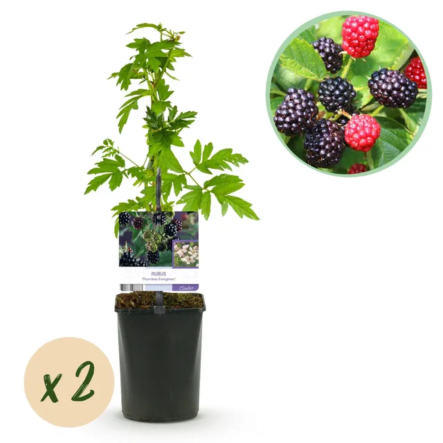 green-guardia-unsere-pflanzen-brombeere-thornfree-evergreen-dornlos-2x image 1
