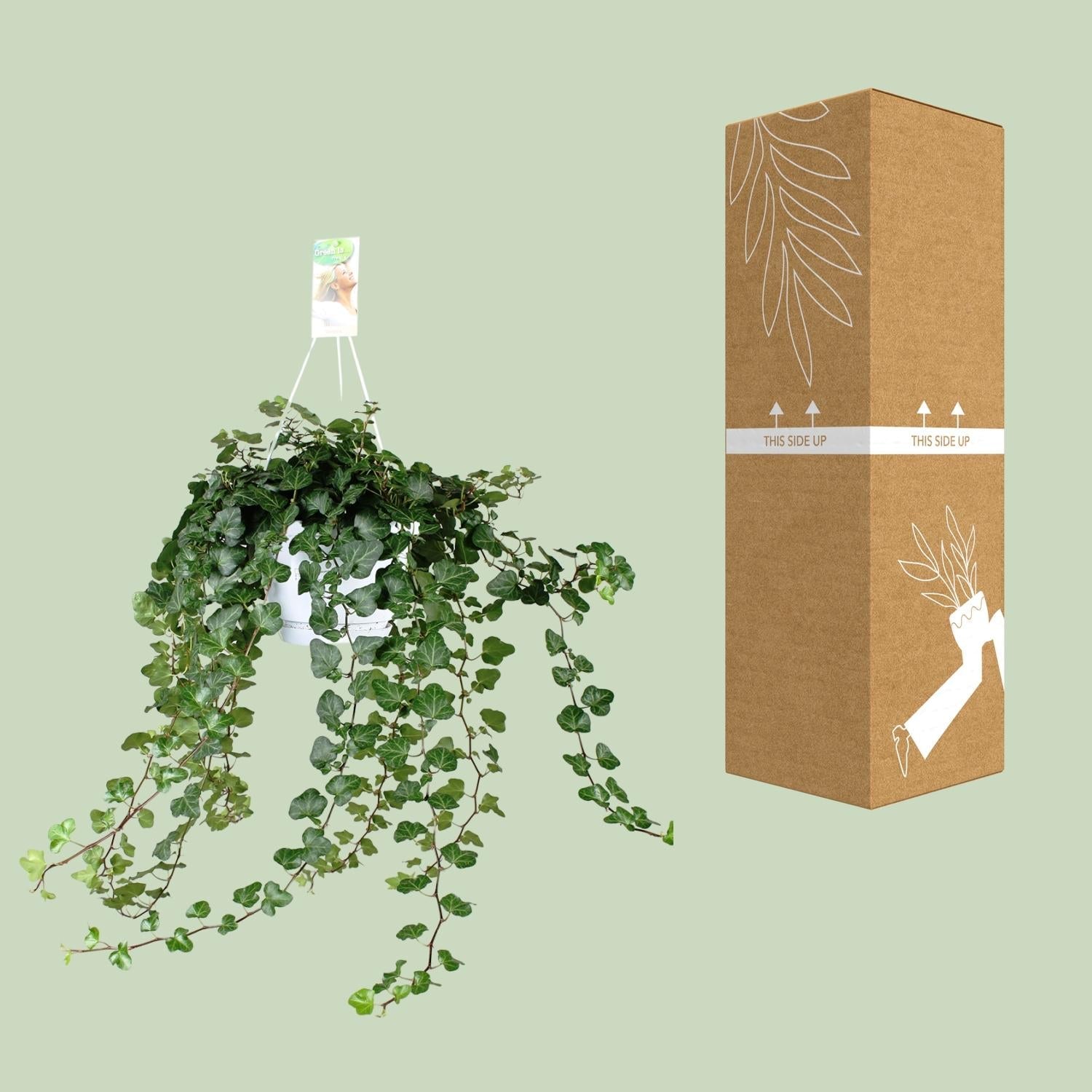 green-guardia-unsere-pflanzen-hedera-wonder-green-efeu-17cm-50cm-gr-n image 3