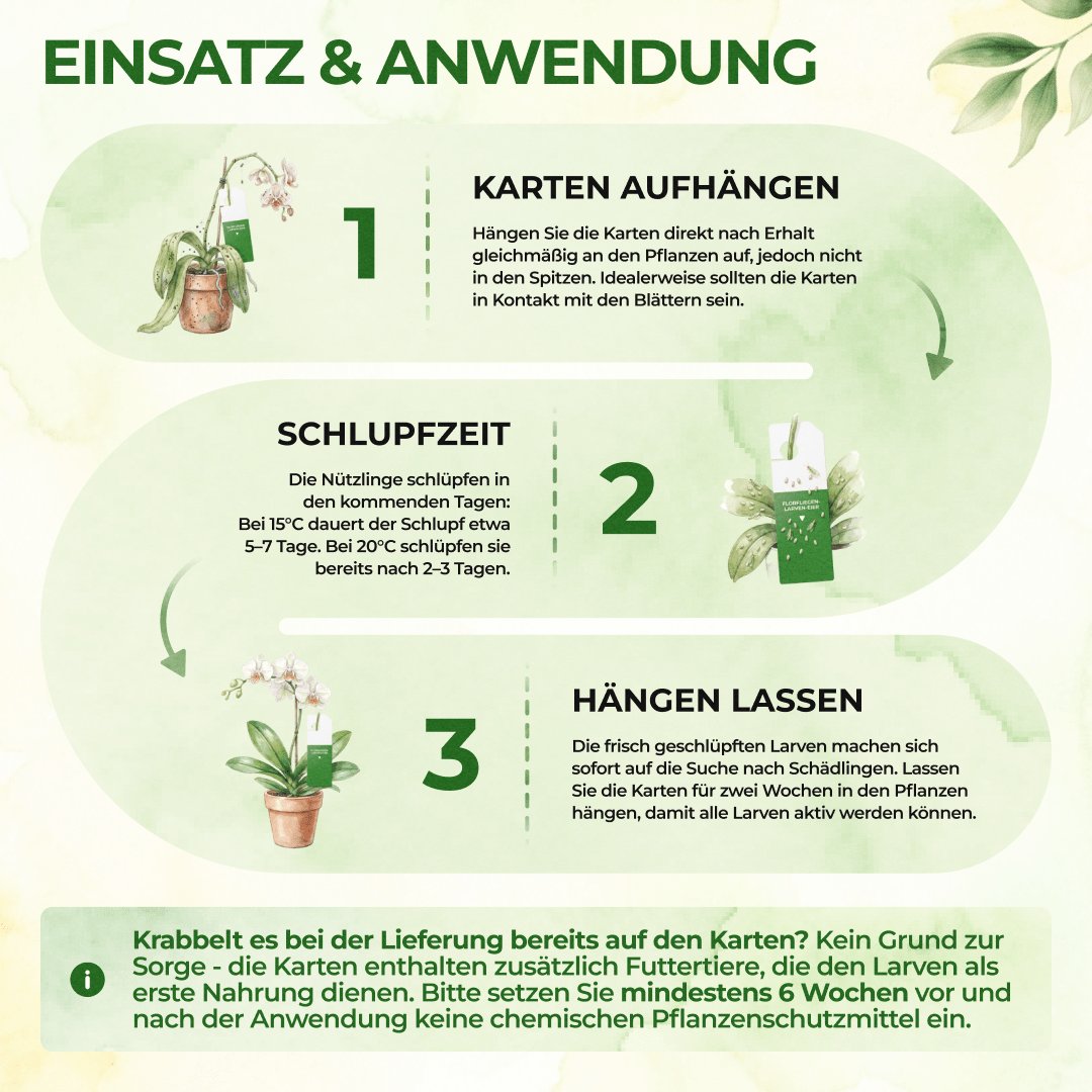 green-guardia-florfliegeneier-n-tzlinge-1-karte-blattl-use image 3
