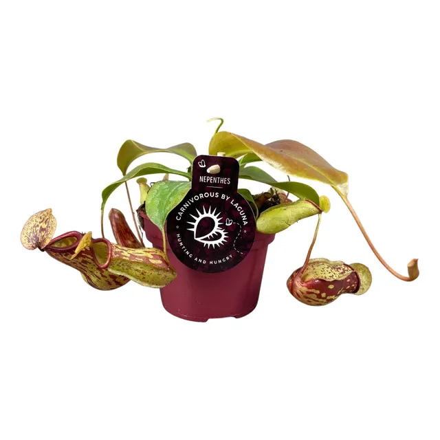 green-guardia-unsere-pflanzen-nepenthes-gaya-kannenpflanze-17cm image 1