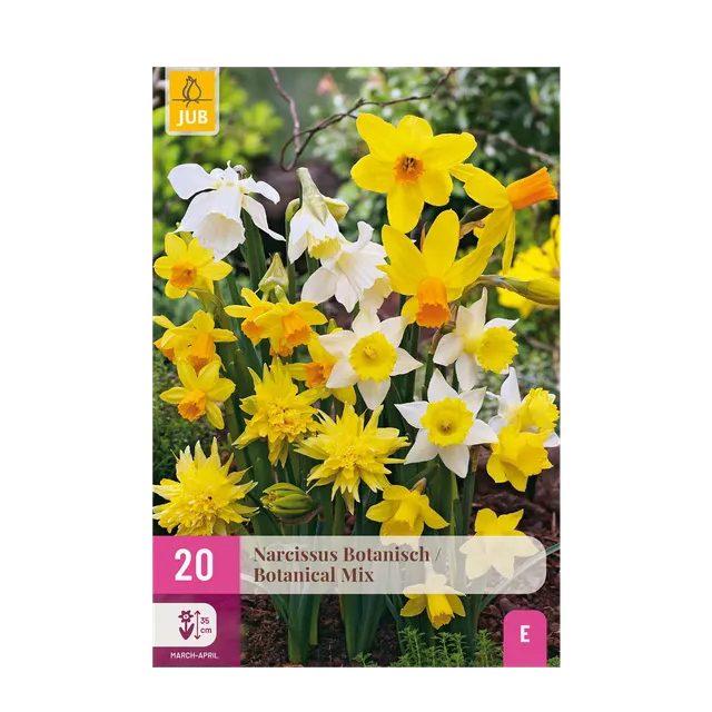 green-guardia-narcissus-botanical-mix-blumenzwiebeln-20-st-ck image 1