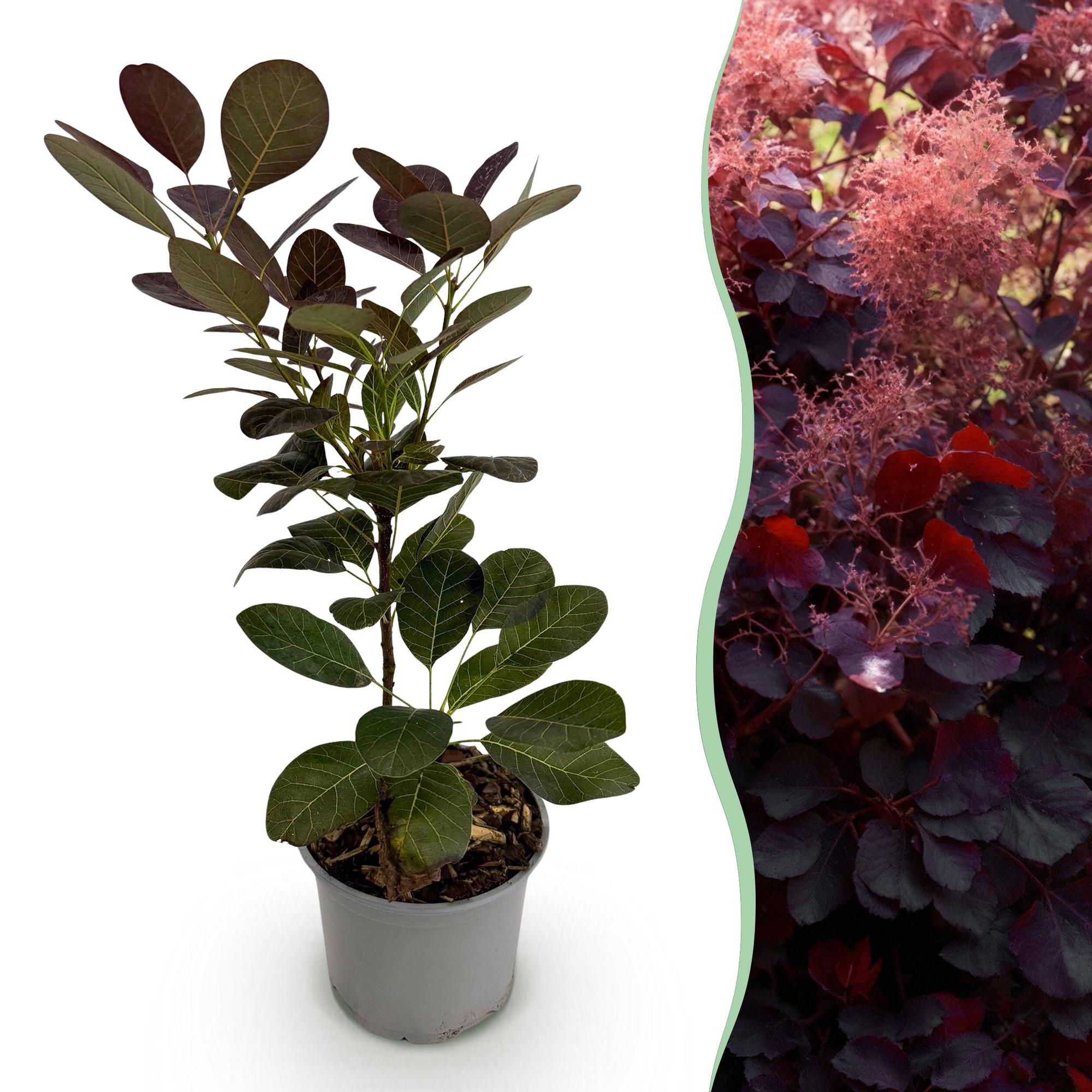 green-guardia-cotinus-coggyria-royal-purple-strauch-12-cm-topf image 1