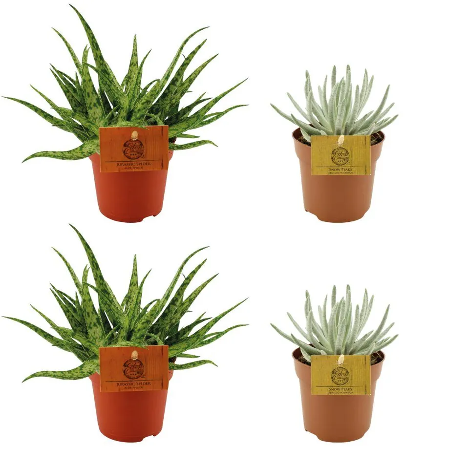 green-guardia-aloe-spider-senecio-set-4-pflanzen-10-5cm-topf image 1