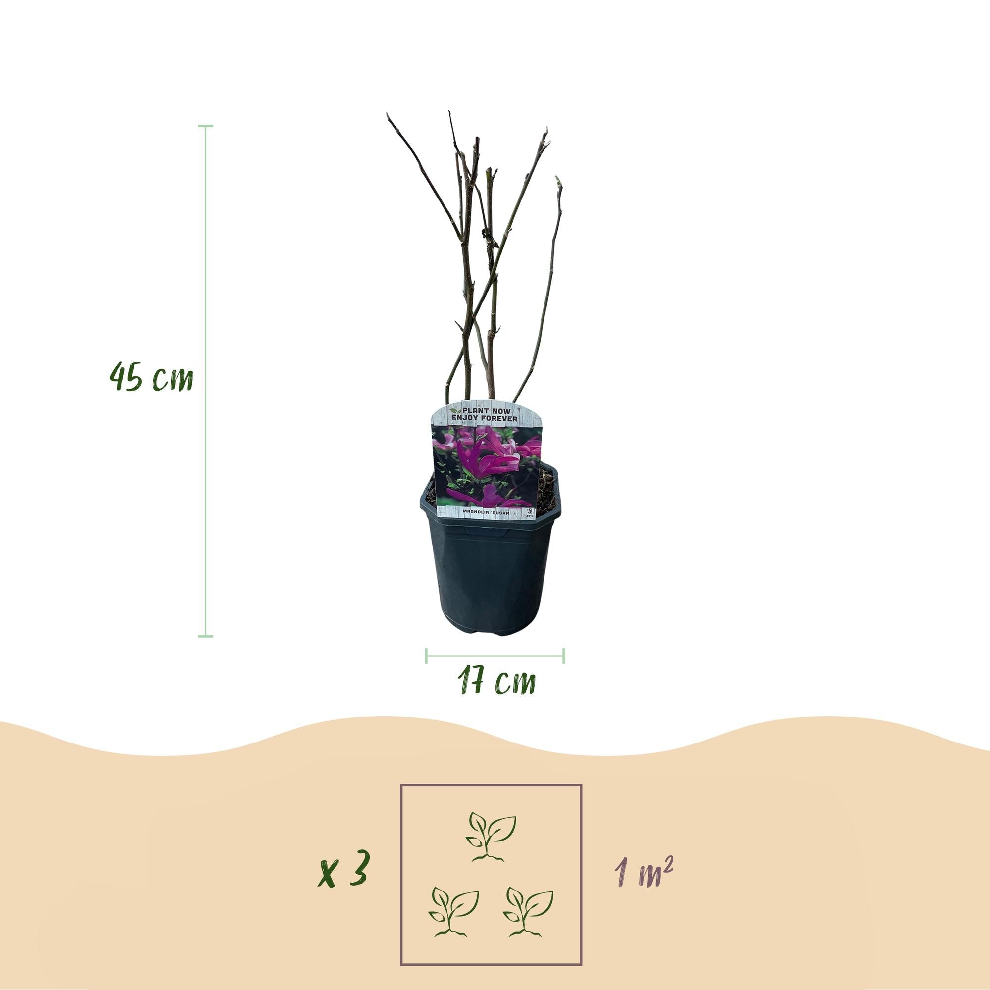 green-guardia-magnolie-susan-45-cm-dunkelrosa-17-cm-topf image 2