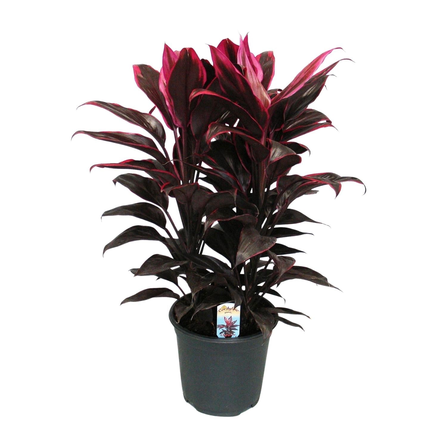 green-guardia-cordyline-mambo-zimmerpflanze-19cm-bunt image 1