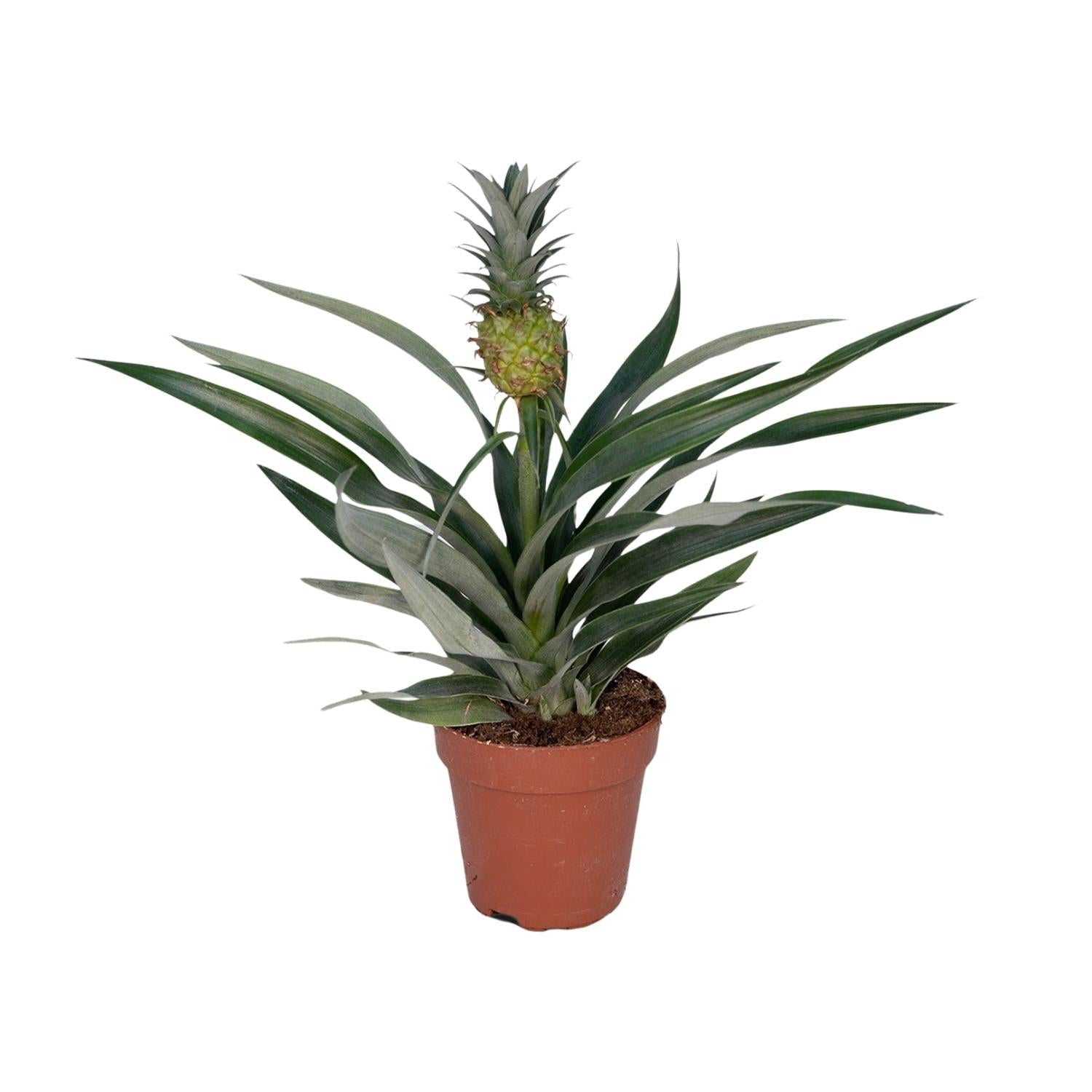 green-guardia-bromelia-ananas-zierananas-zimmerpflanze-30cm image 1