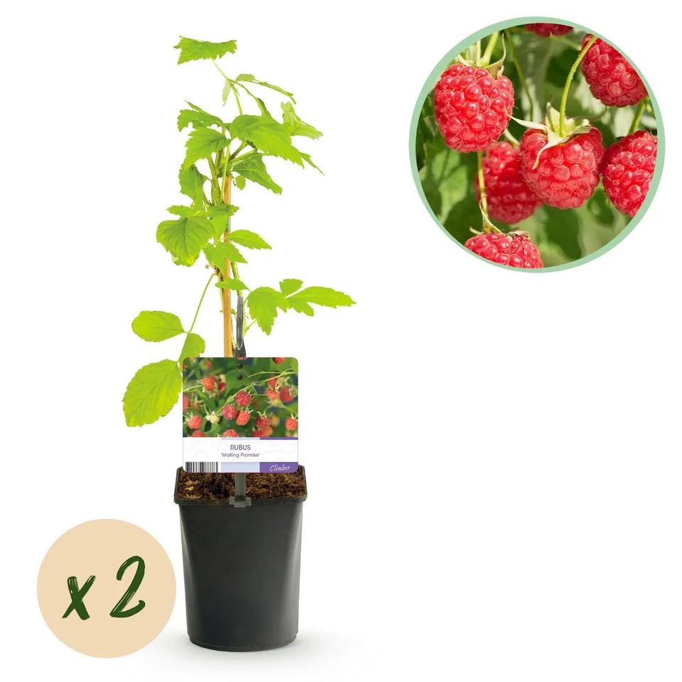 green-guardia-himbeere-mailing-promise-beerenpflanze-2x-ertragreich image 1