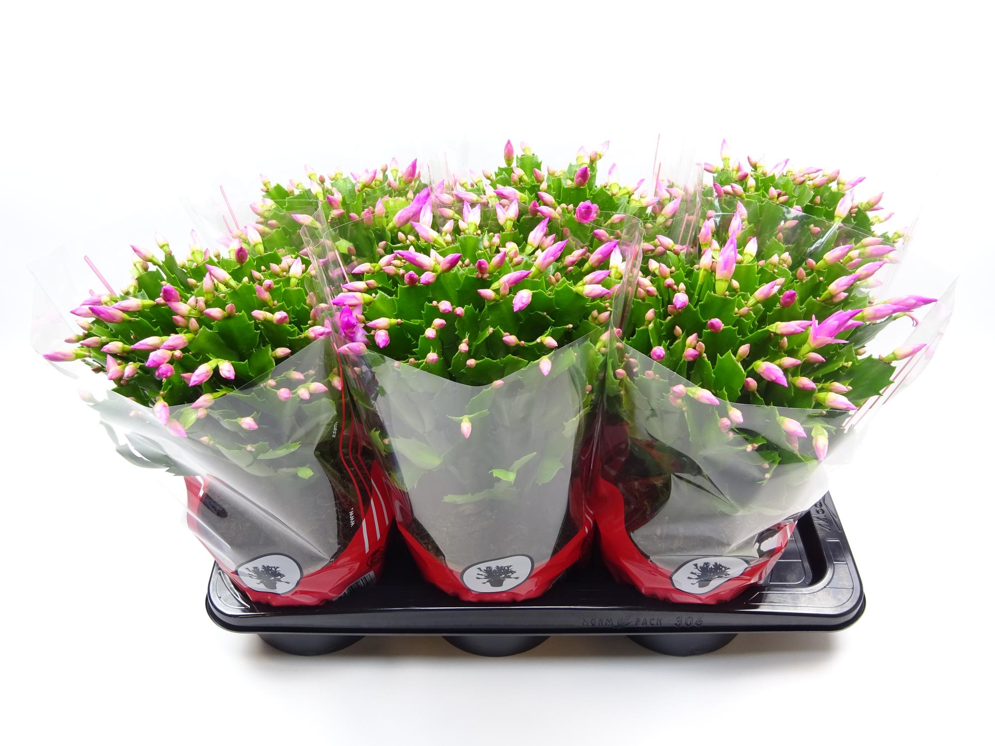 green-guardia-weihnachtskaktus-schlumbergera-zimmerpflanze-rosa-17-cm image 1