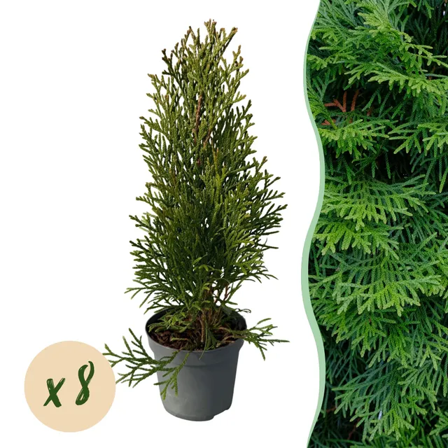 green-guardia-unsere-pflanzen-thuja-smaragd-hecke-8-pflanzen-30-35cm image 1
