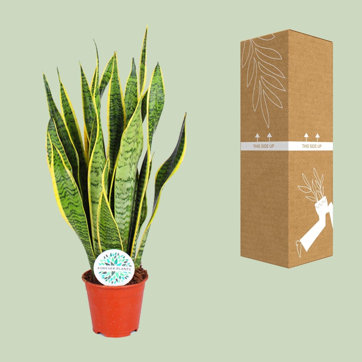 green-guardia-sansevieria-trifasciata-laurentii-zimmerpflanze-40cm-pflegeleicht image 3