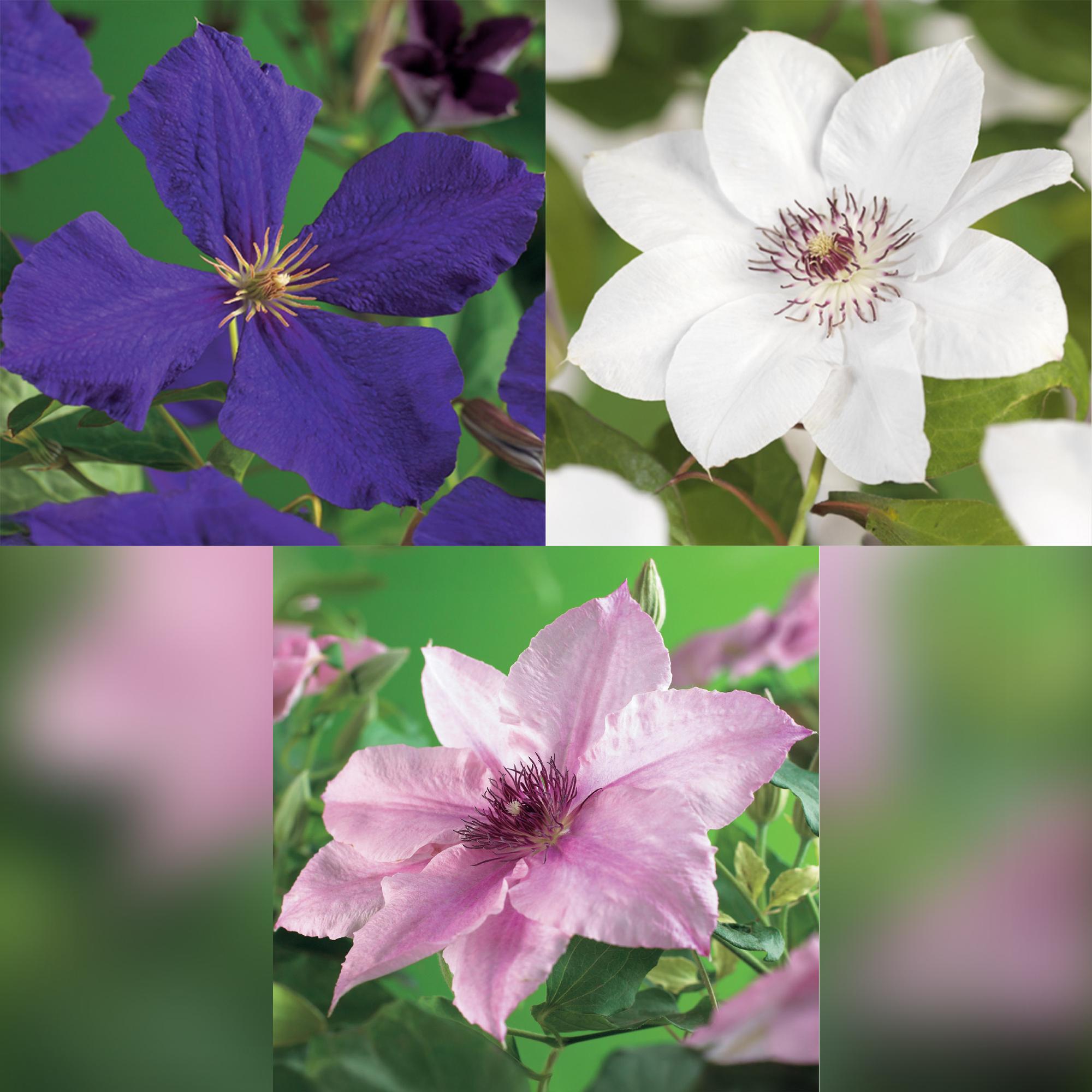 green-guardia-clematis-tricolour-kletterpflanze-3x-11cm-rosa-wei image 4