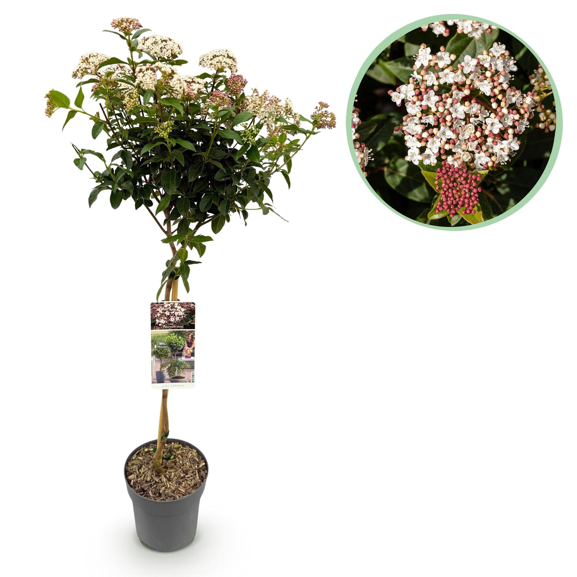 green-guardia-viburnum-tinus-stamm-19cm-wei-rosa image 1