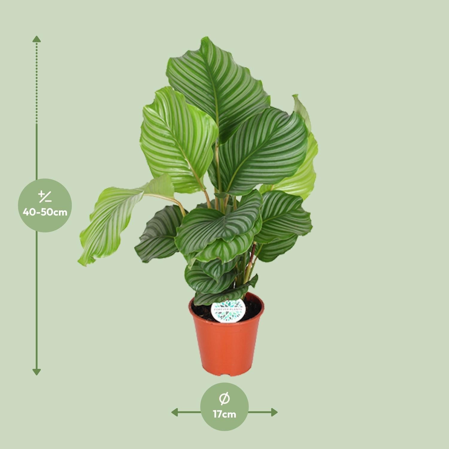 green-guardia-calathea-orbifolia-zimmerpflanze-25-65-cm image 5