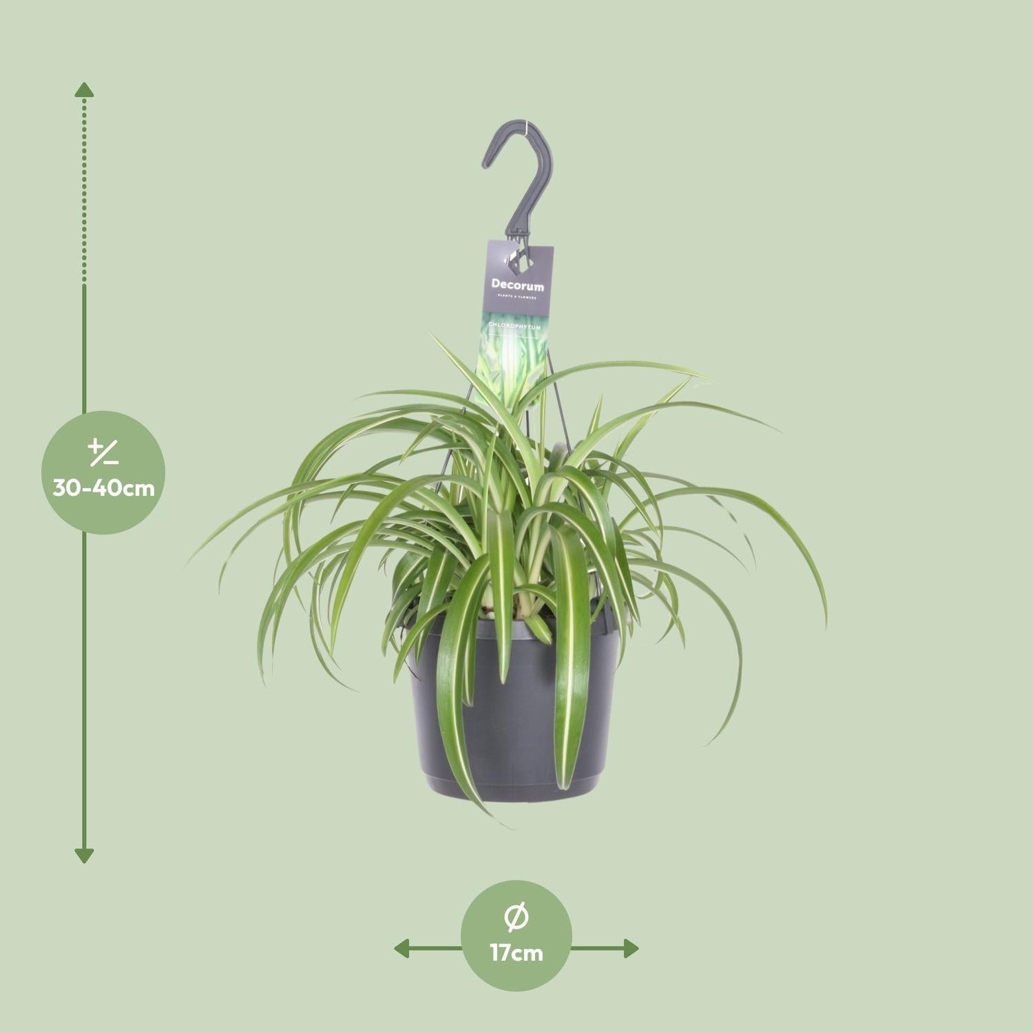 green-guardia-chlorophytum-bonnie-gr-nlilie-17-cm-topf image 2