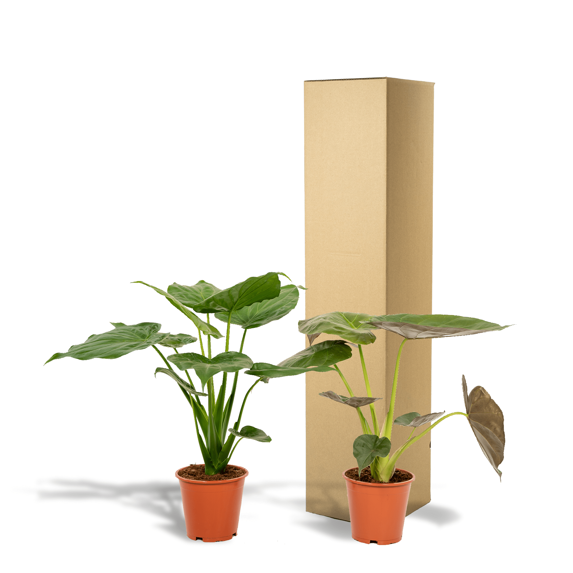 green-guardia-unsere-pflanzen-alocasia-elefantenohr-2-pflanzen-60cm image 4