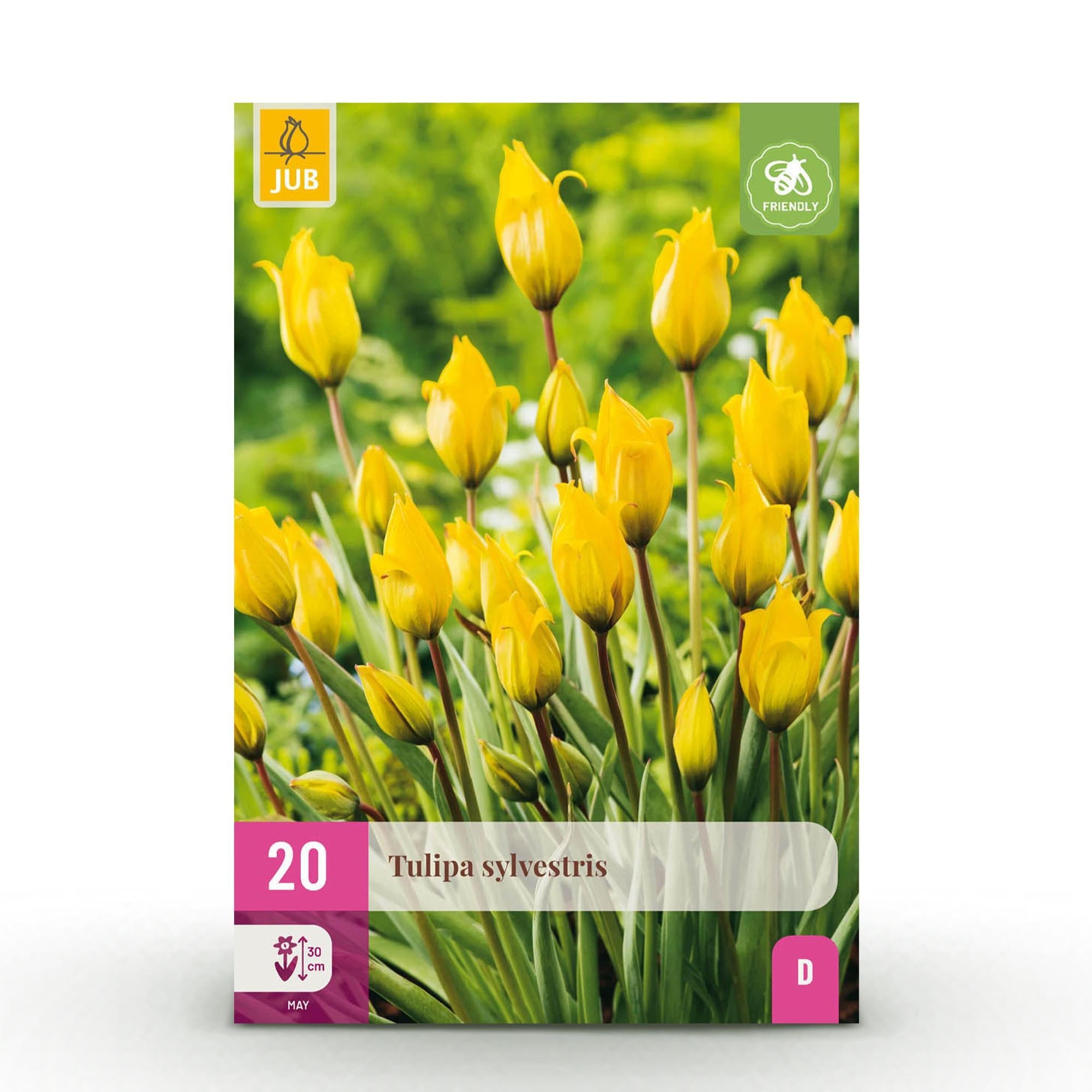 green-guardia-unsere-pflanzen-tulipa-sylvestris-blumenzwiebeln-20-st-ck image 1